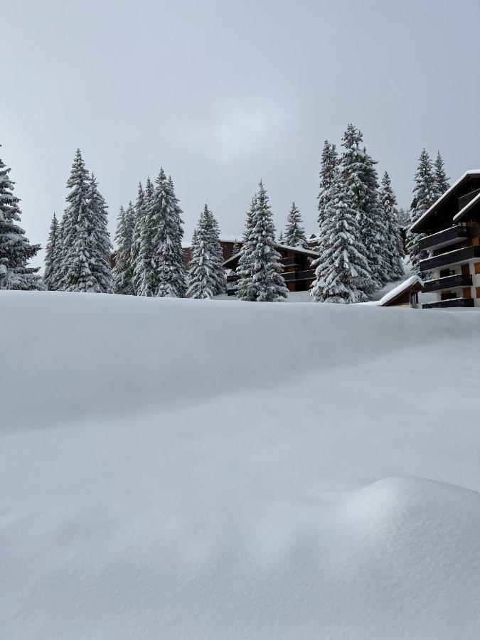 Résidence La Forêt Des Rennes - Les Saisies Villard-sur-Doron Esterno foto